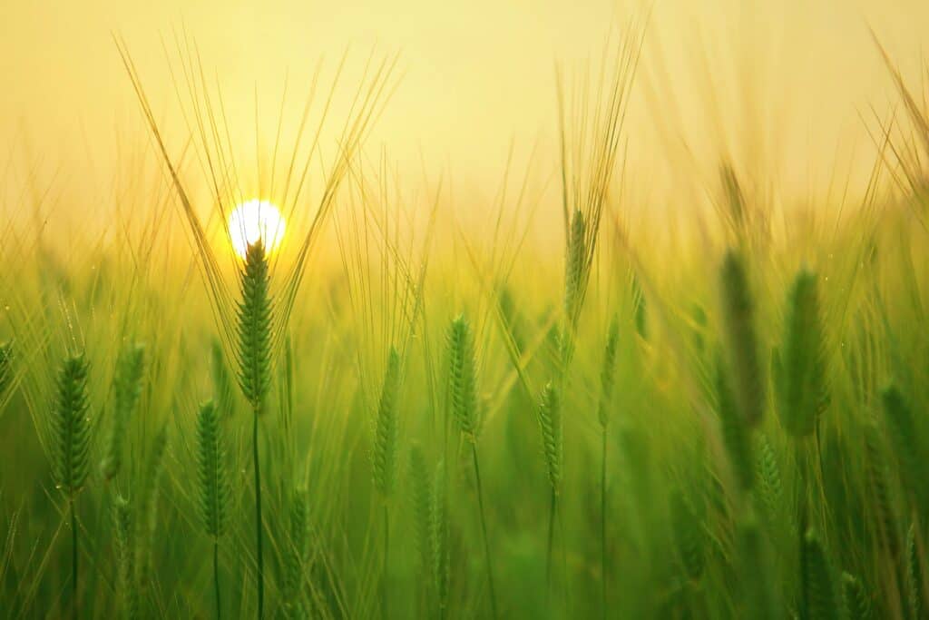 Champ de blé au coucher de soleil : symbole de quiétude en naturopathie