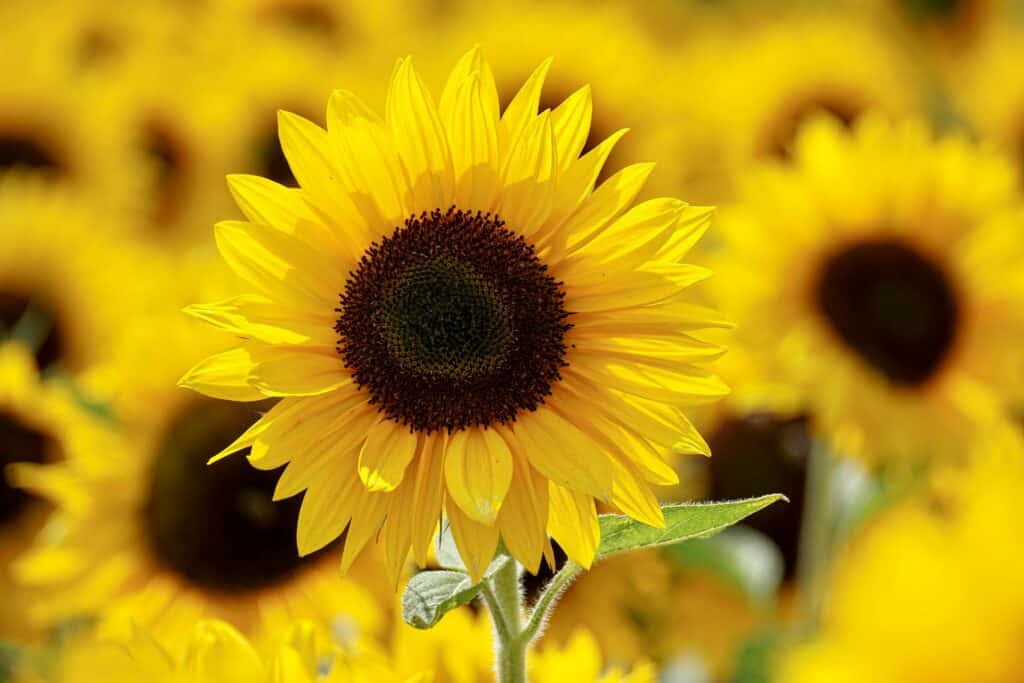 Tournesol en gros plan avec champ flou en arrière-plan : symbole de vitalité en naturopathie