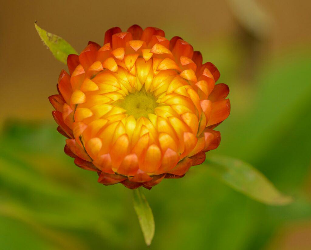 Équilibre floral : unique fleur jaune et orange au cœur de l'herbe fraîche, illustration de la naturopathie