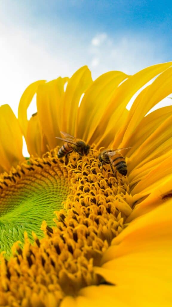 Fleur de vitalité : tournesol en gros plan, tourné vers le ciel