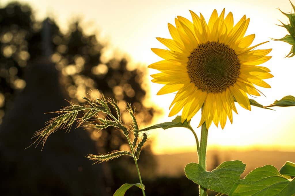 Tournesol dansant au vent sous un ciel orangé : symbole de vitalité en naturopathie