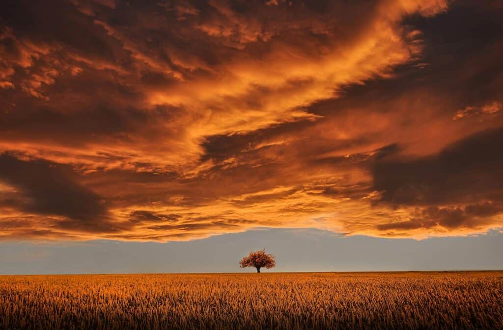 Vue panoramique d'une grande plaine avec un gros arbre solitaire sous des nuages orangés.