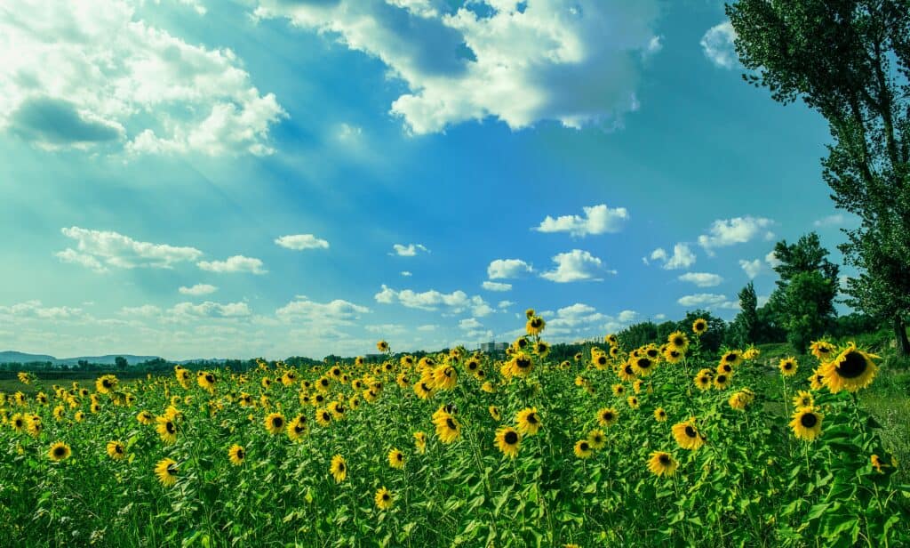 Image d'un vaste champ de tournesols dans une campagne ensoleillée, entouré de quelques arbres