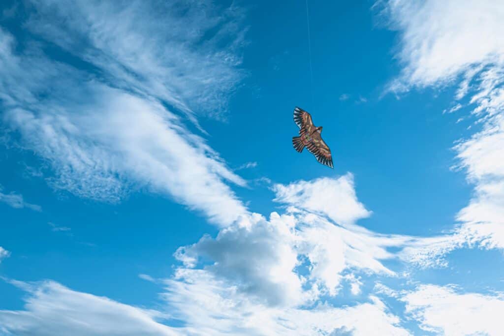 Instantané aérien : superbe oiseau survolant un ciel bleu clair avec des nuages épars