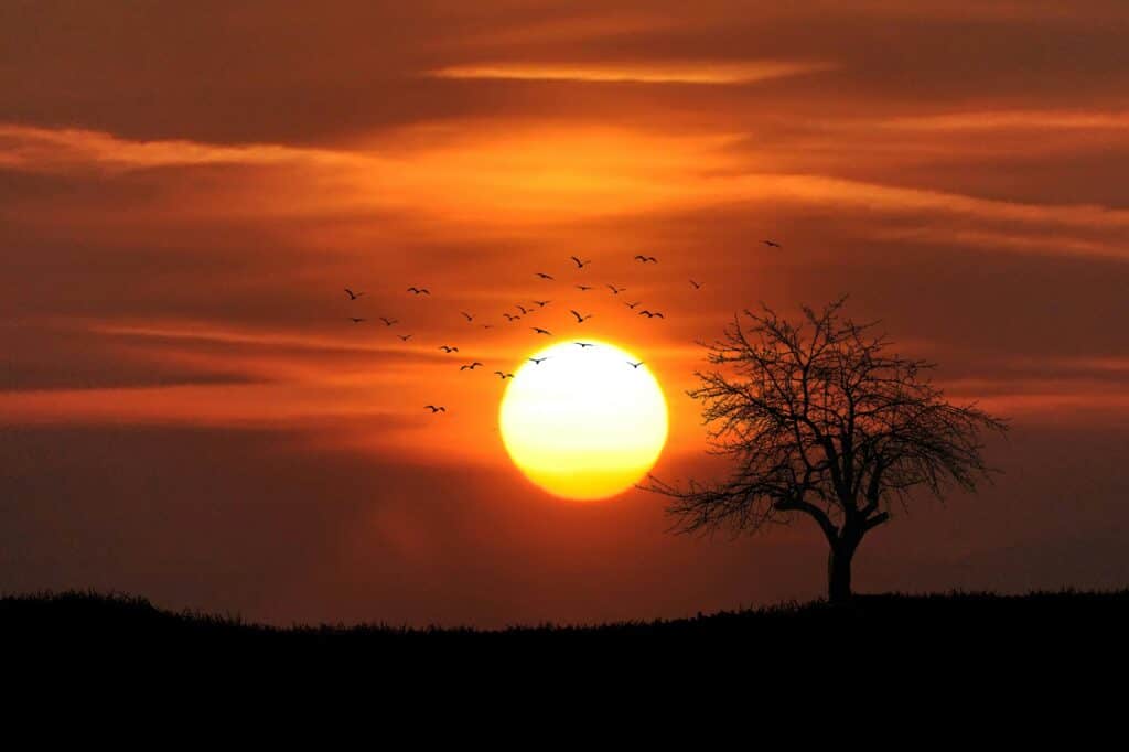 Aide de la naturopathie dans le deuil : ciel orange avec nuages parsemés, arbre nu et coucher de soleil