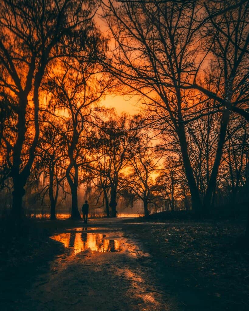 Aide de la naturopathie dans le deuil : forêt avec des arbres, solitude et ciel orange à la tombée de la nuit