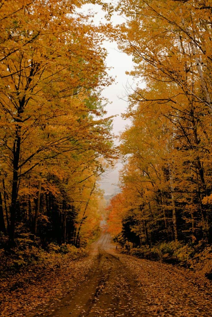 Renaître de ses cendres : chemin paisible en forêt pour composer un bien-être spirituel et émotionnel