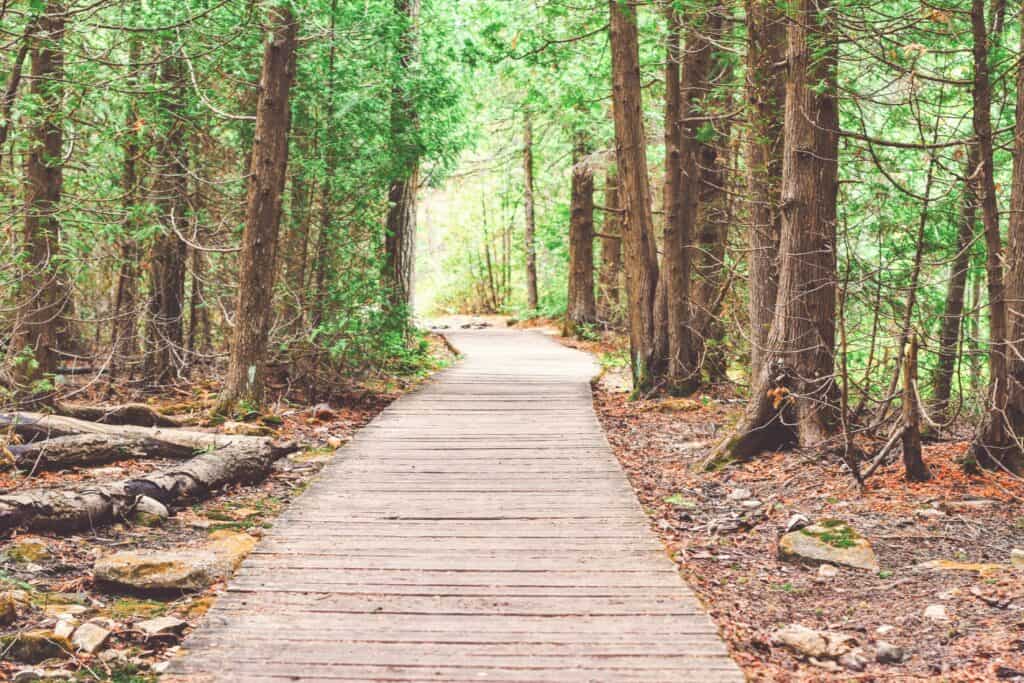 Renaître de ses cendres : chemin serein en forêt guidé par la patience et la bienveillance