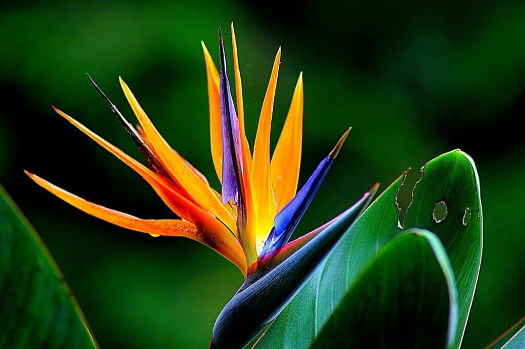 Fleur de Bach orange et verte : beauté et équilibre naturel