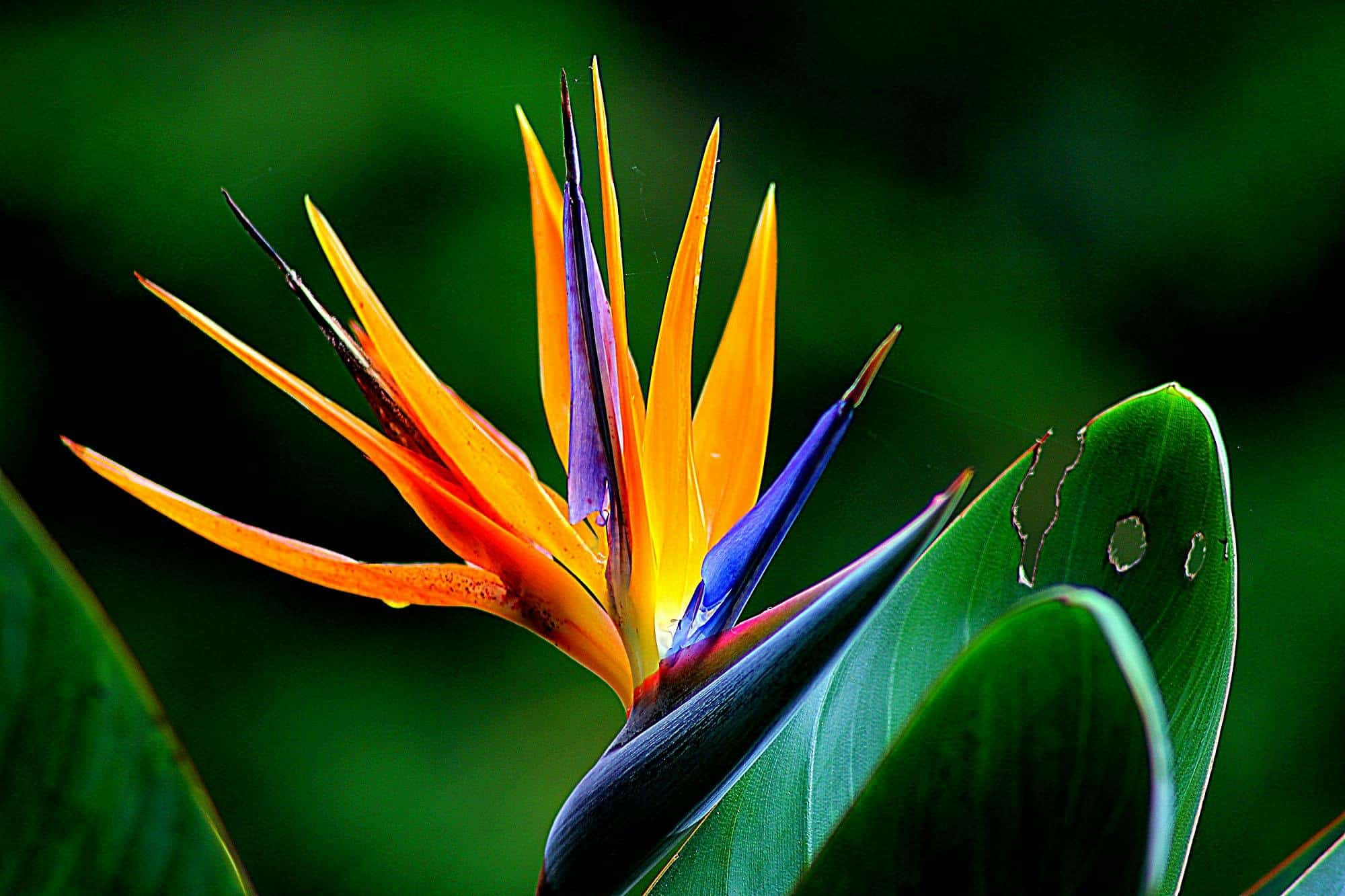 Fleur de Bach orange et verte : beauté et équilibre naturel