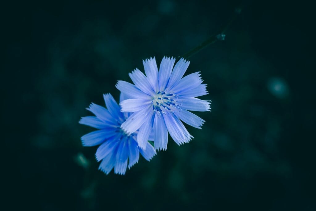 Fleurs de Bach bleues sur fond noir : symboles de douceur et d'apaisement émotionnel