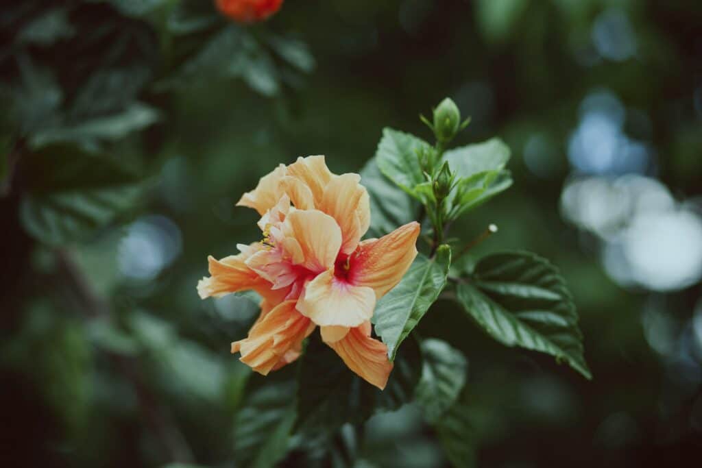 Fleur de Bach orange avec une lueur sur fond vert : harmonie et vitalité émotionnelle