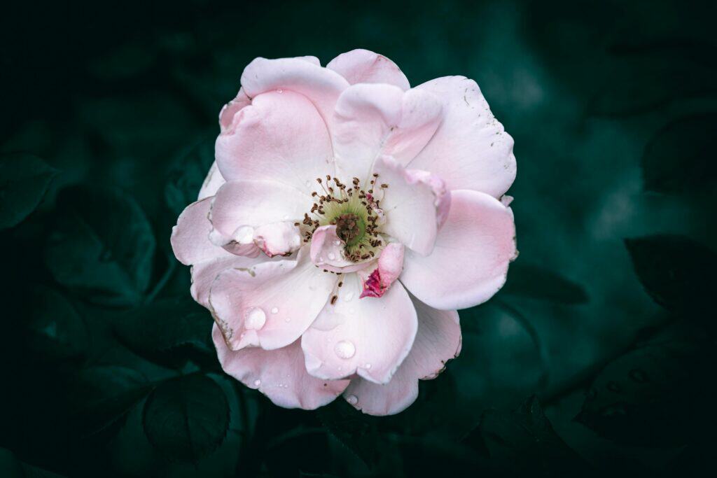 Fleur rose de Bach sur fond vert et noir : harmonie émotionnelle et douceur