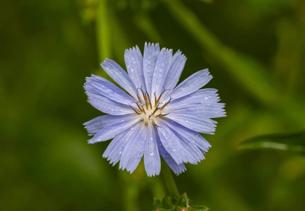 Fleur bleue de Bach sur fond vert : équilibre émotionnel naturel